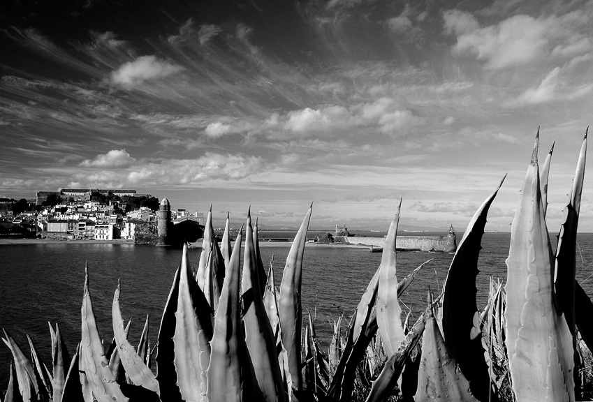 1943_46731_COLLIOURE_ALOES_